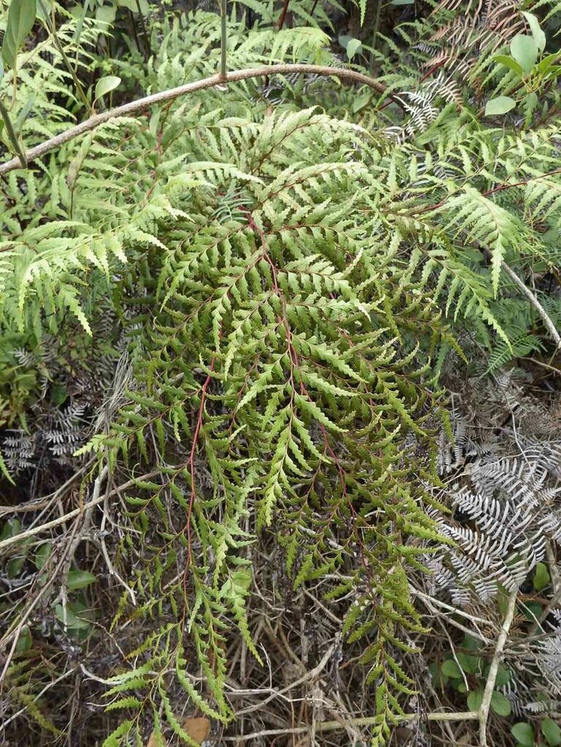 Odontosoria deltoidea