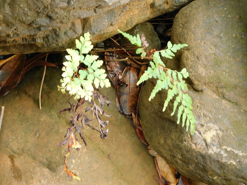 Odontosoria deltoidea photo 2