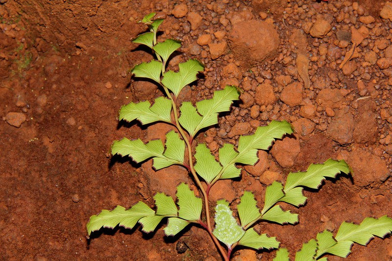 Odontosoria deltoidea photo 3