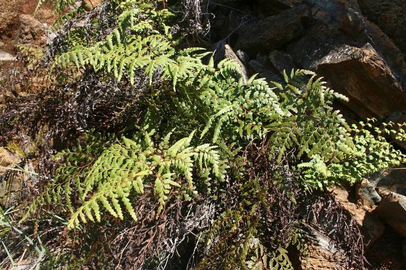 Odontosoria deltoidea photo 4