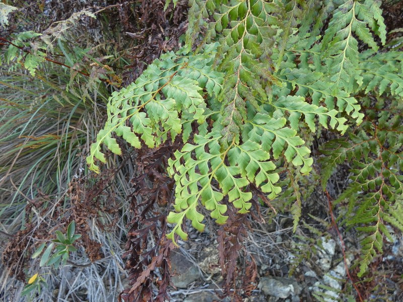 Odontosoria deltoidea photo 6