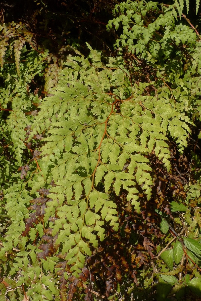 Odontosoria deltoidea photo 7