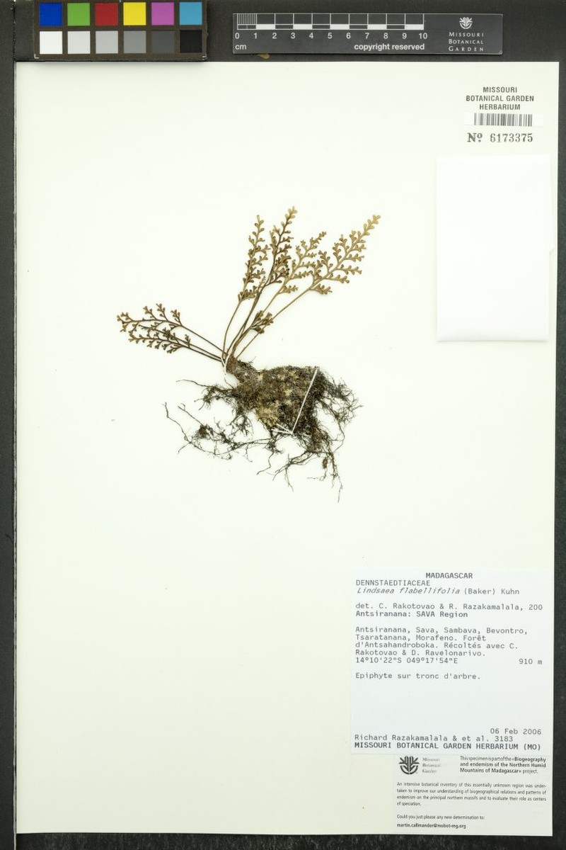 Odontosoria flabellifolia