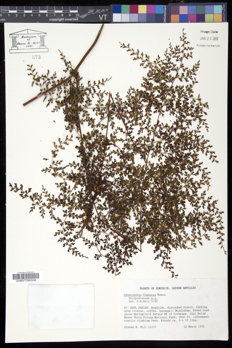 Odontosoria flexuosa