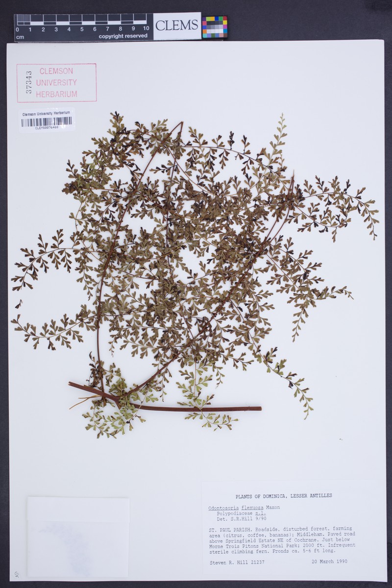 Odontosoria flexuosa photo 2