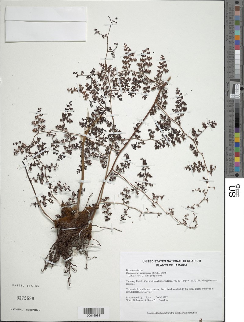 Odontosoria fumarioides