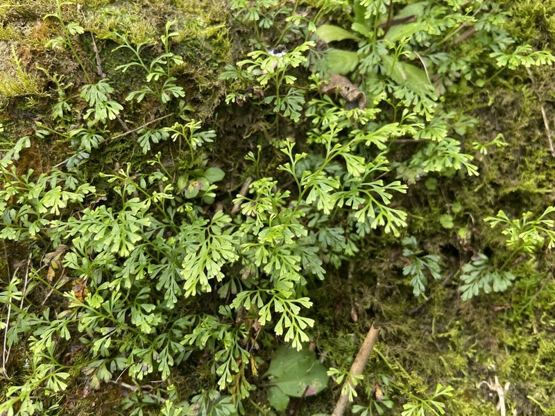 Odontosoria gracilis