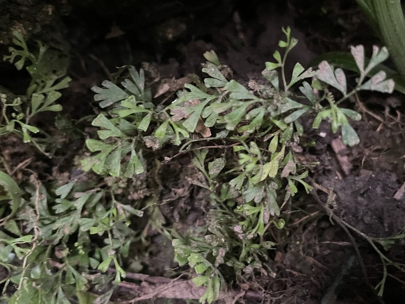 Odontosoria gracilis photo 2