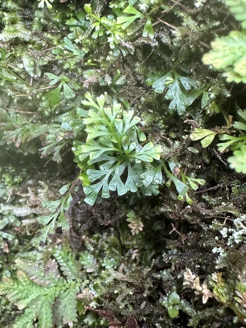 Odontosoria gracilis photo 3