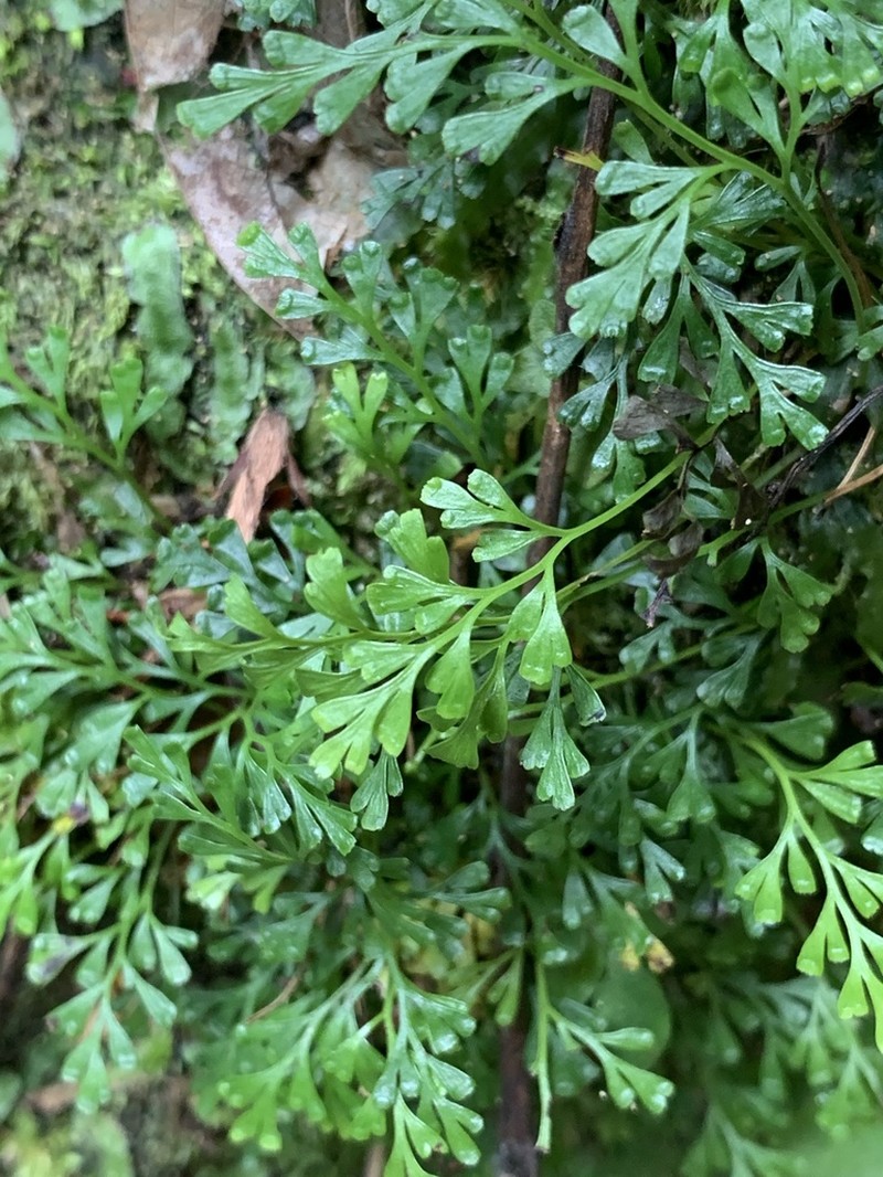 Odontosoria gracilis photo 4