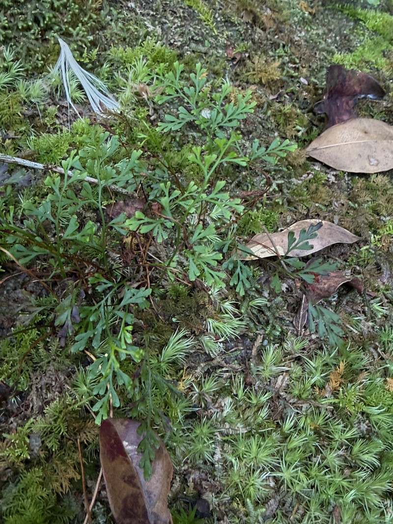 Odontosoria gracilis photo 5