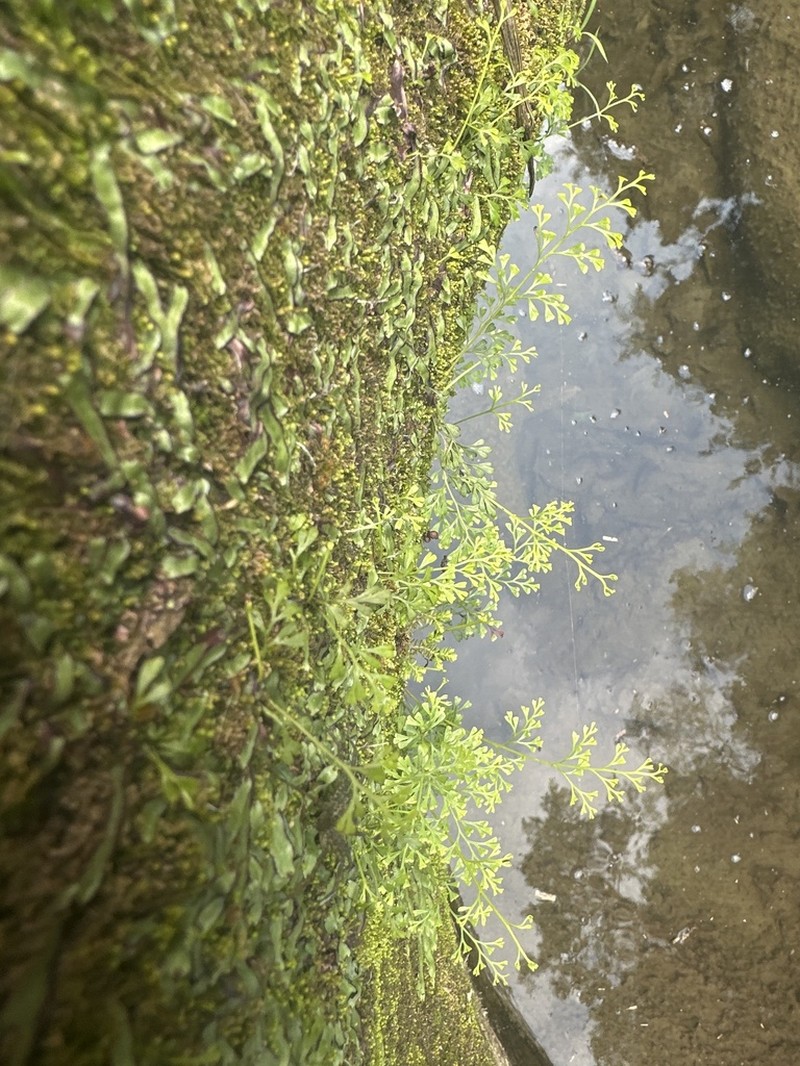 Odontosoria gracilis photo 6