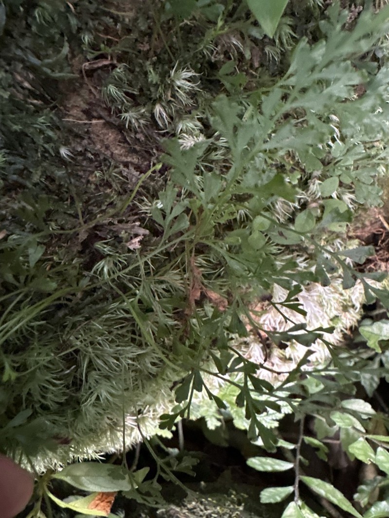 Odontosoria gracilis photo 7