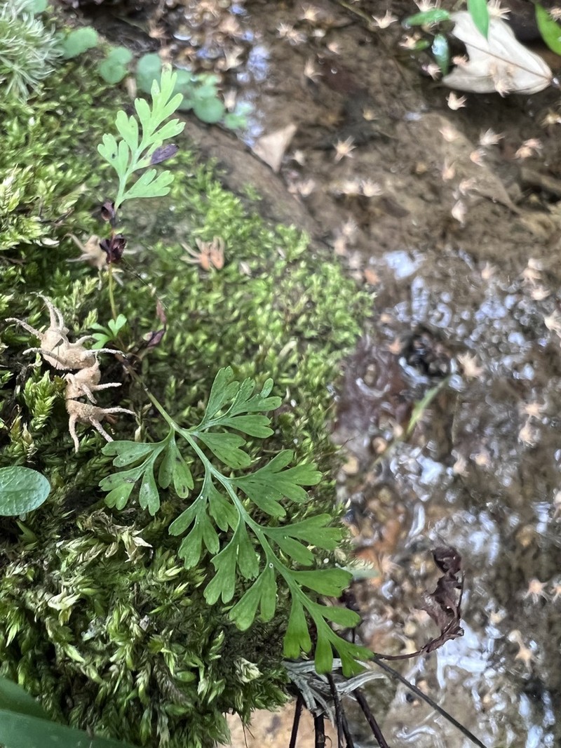 Odontosoria gracilis photo 8