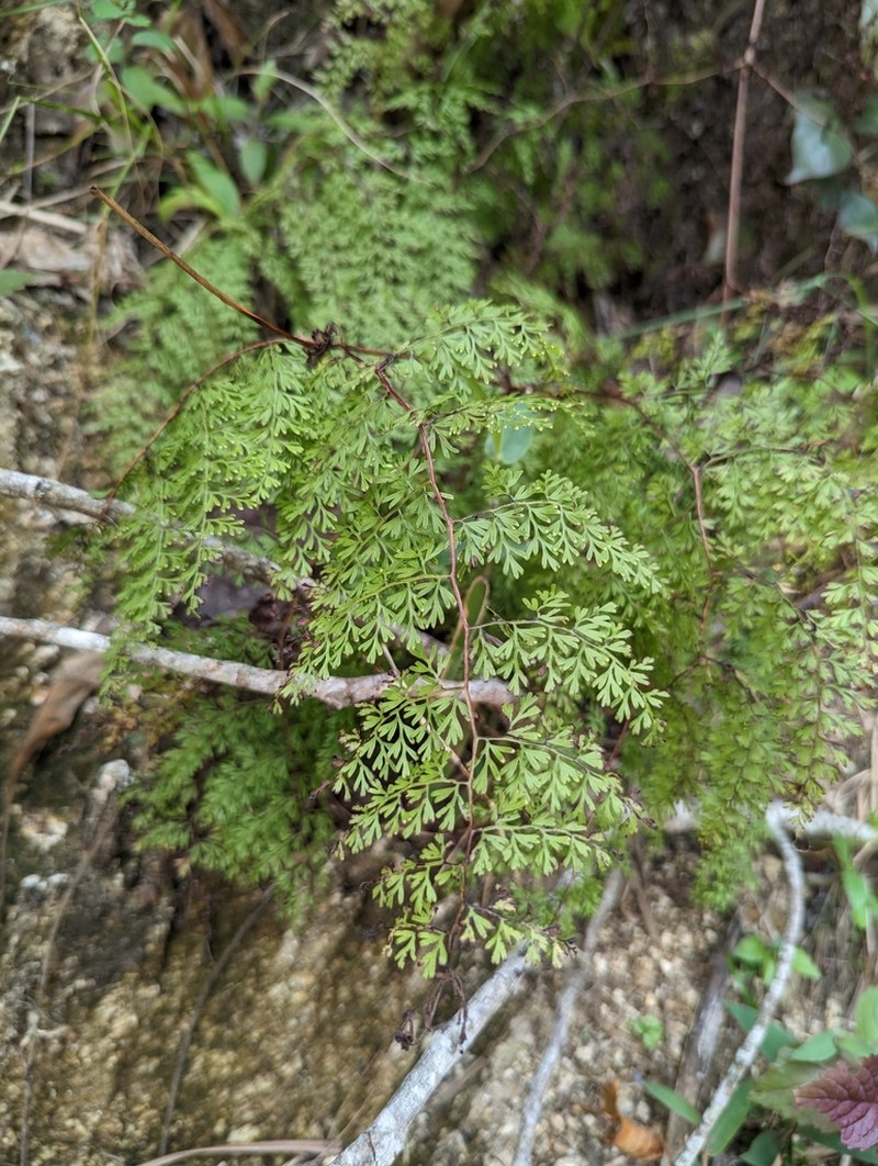 Odontosoria guatemalensis photo 2