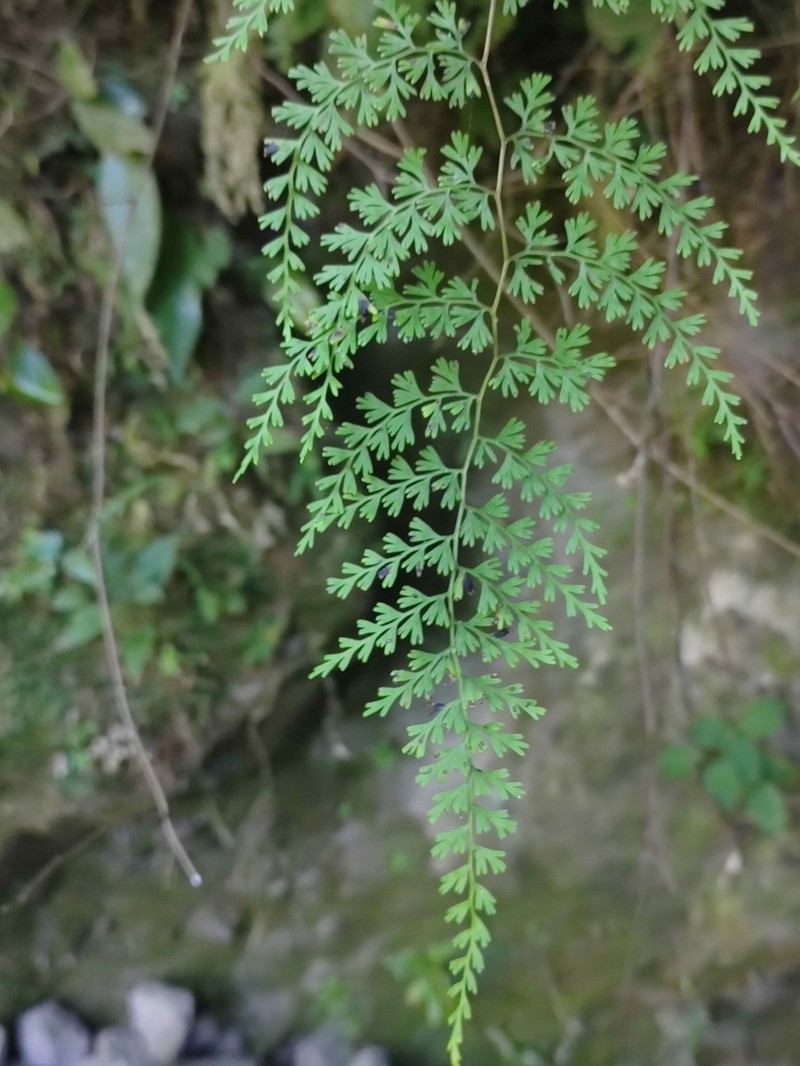 Odontosoria guatemalensis photo 3