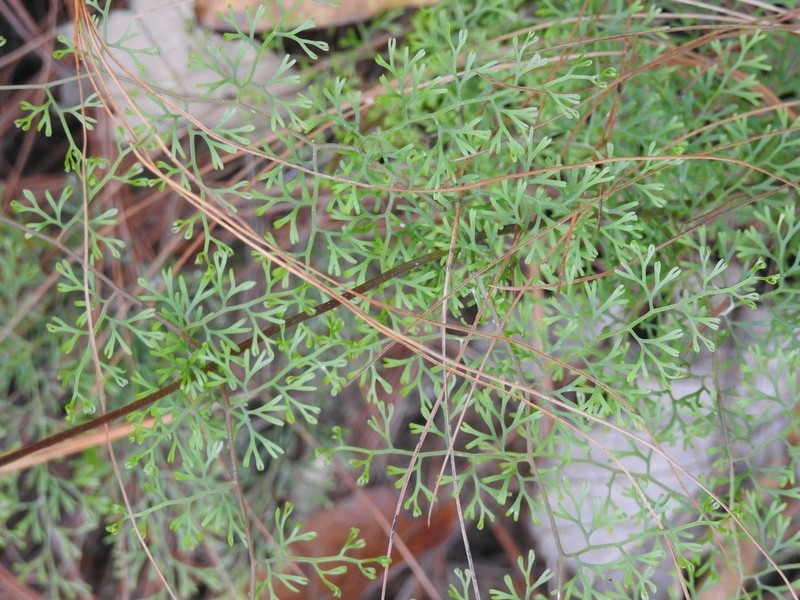 Odontosoria guatemalensis photo 4