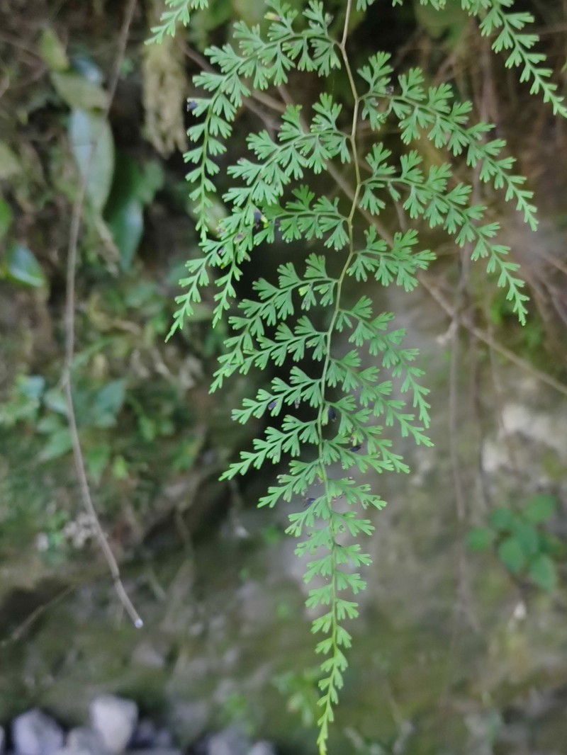Odontosoria guatemalensis photo 5