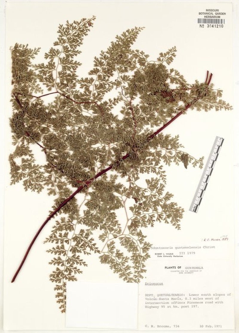 Odontosoria guatemalensis photo 8