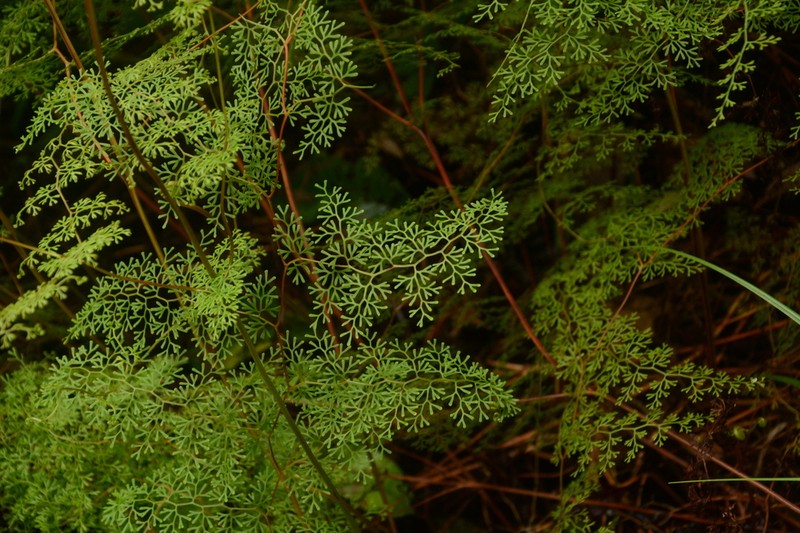 Odontosoria gymnogrammoides