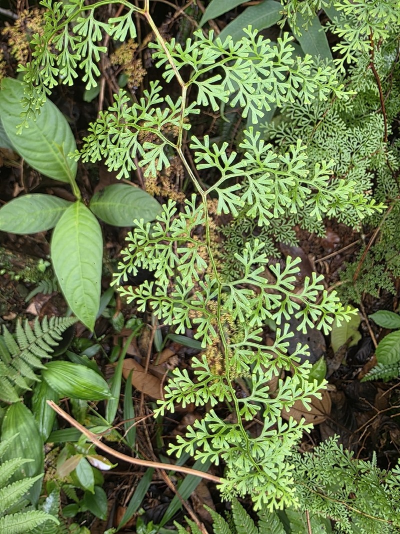Odontosoria gymnogrammoides photo 2