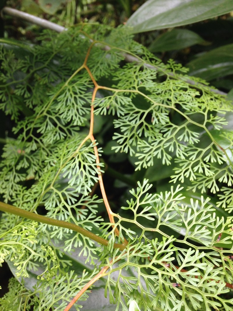 Odontosoria gymnogrammoides photo 3