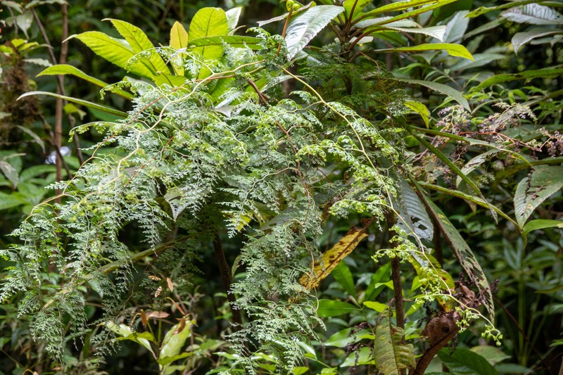Odontosoria gymnogrammoides photo 4