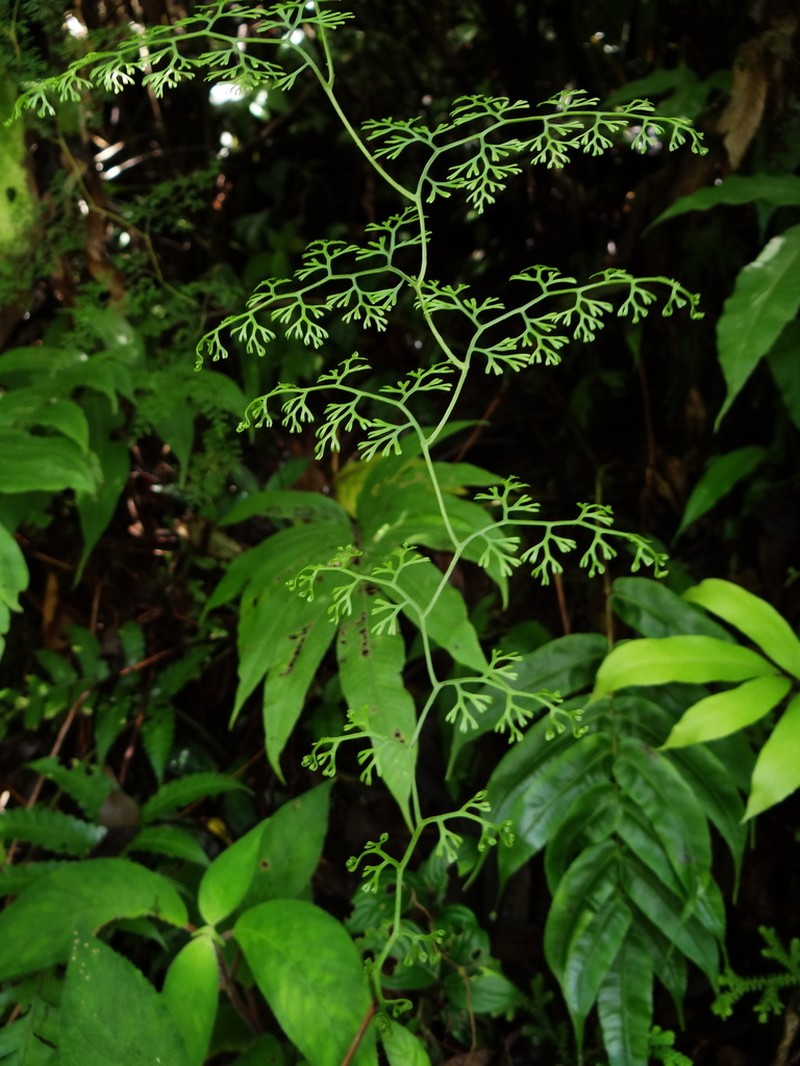 Odontosoria gymnogrammoides photo 5