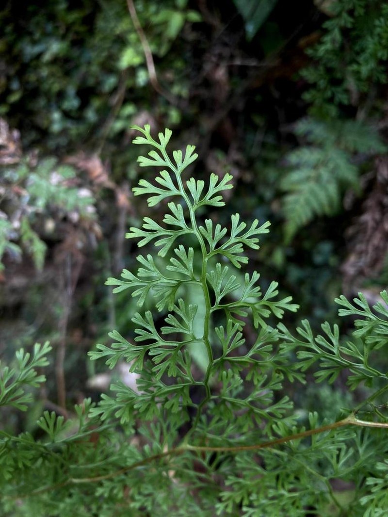 Odontosoria gymnogrammoides photo 6