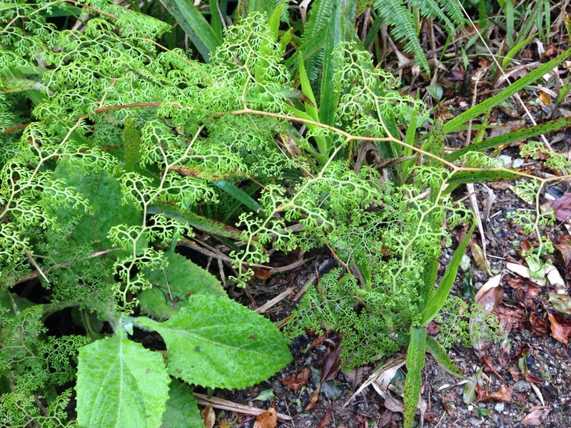 Odontosoria gymnogrammoides photo 7