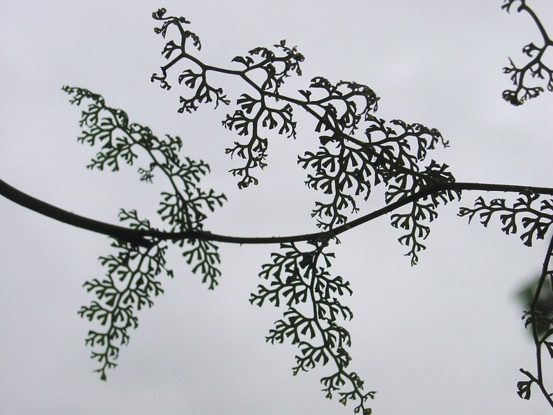 Odontosoria gymnogrammoides photo 8