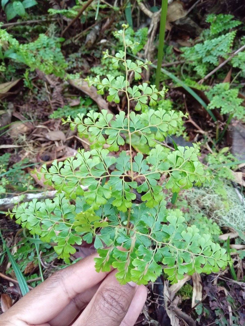 Odontosoria jenmanii photo 3