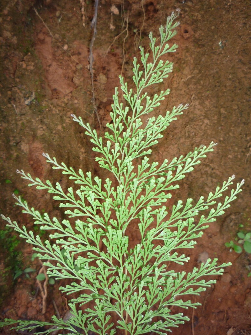Odontosoria krameri photo 4