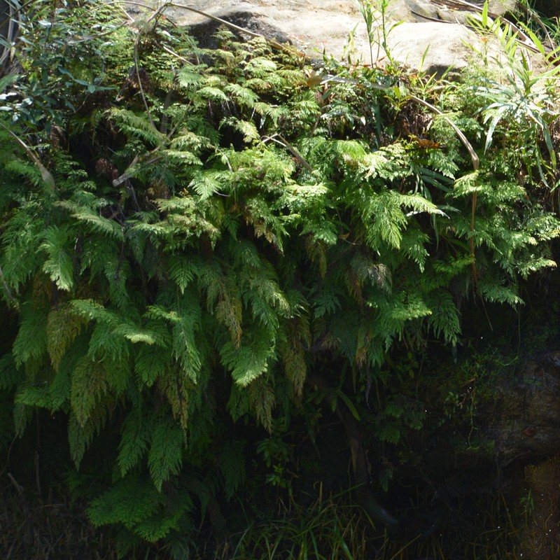 Odontosoria krameri photo 6