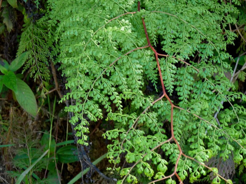 Odontosoria melleri