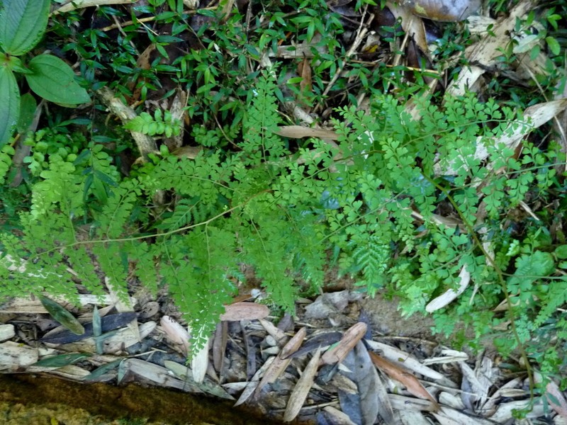 Odontosoria melleri photo 2