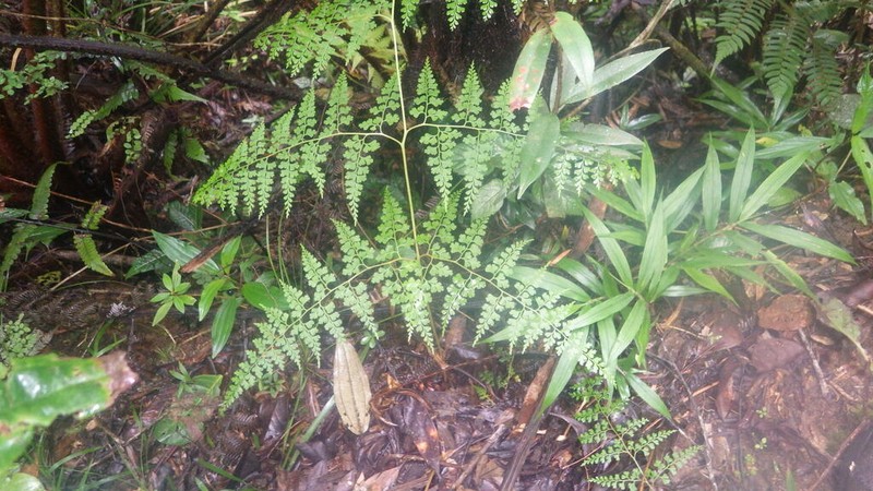 Odontosoria melleri photo 4