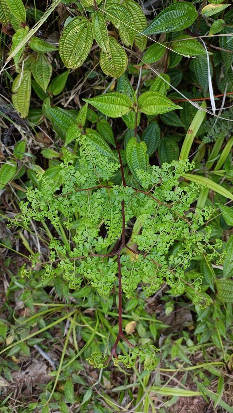 Odontosoria melleri photo 6