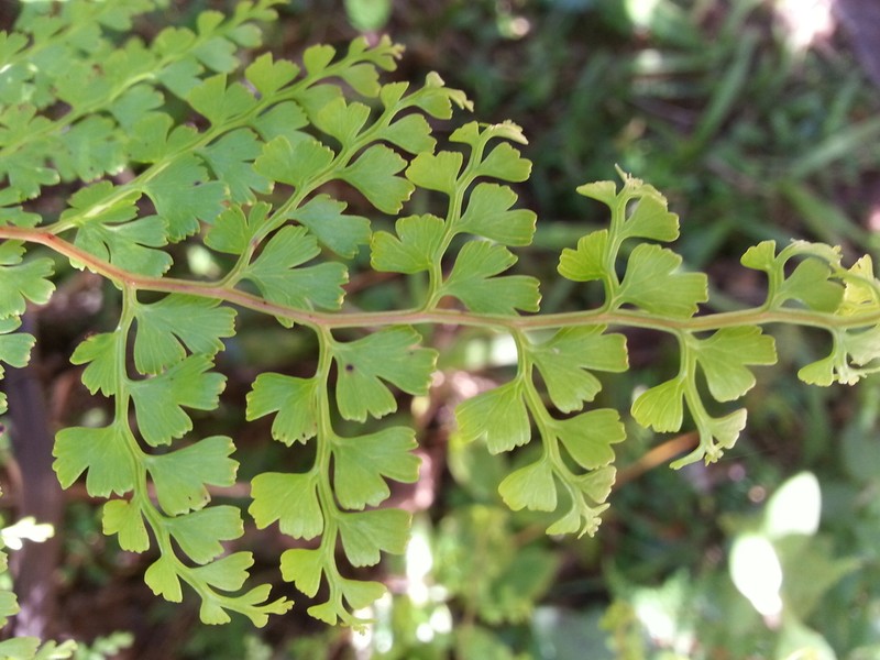 Odontosoria melleri photo 7