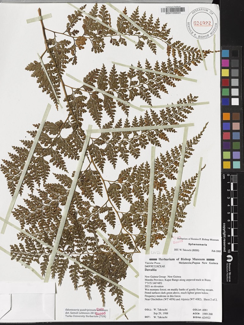 Odontosoria quadripinnata