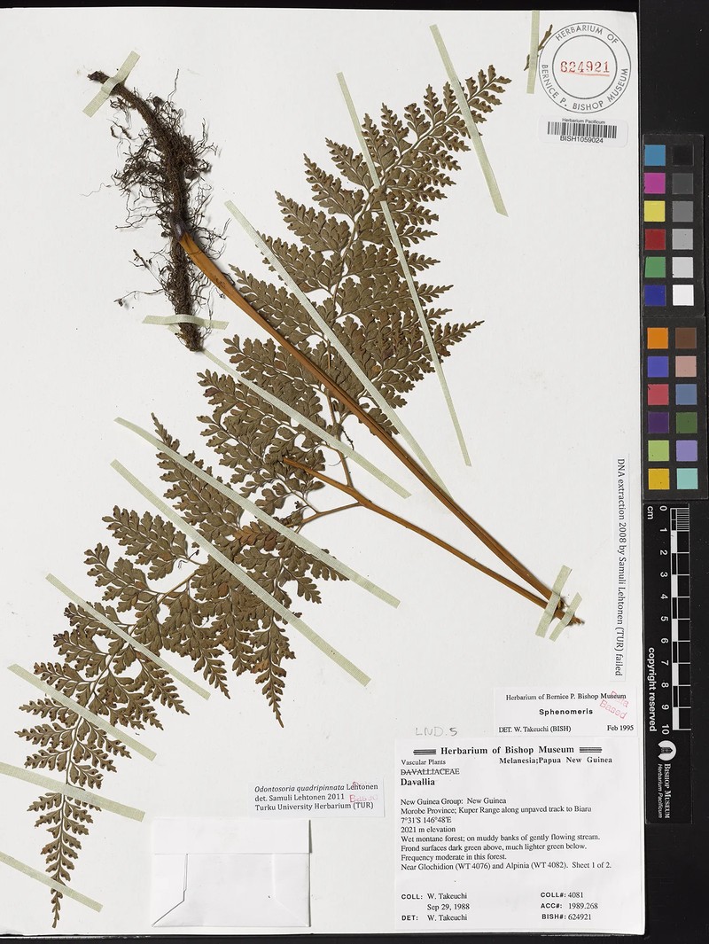 Odontosoria quadripinnata photo 2