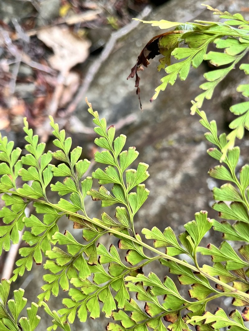 Odontosoria retusa