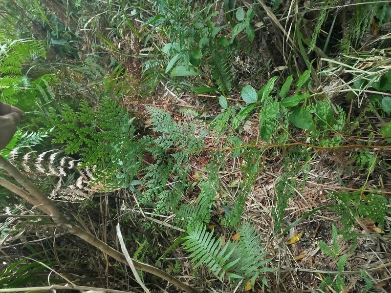 Odontosoria retusa photo 2
