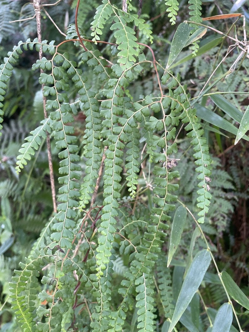 Border Creepingfern