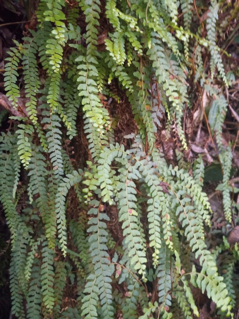 Border Creepingfern photo 2