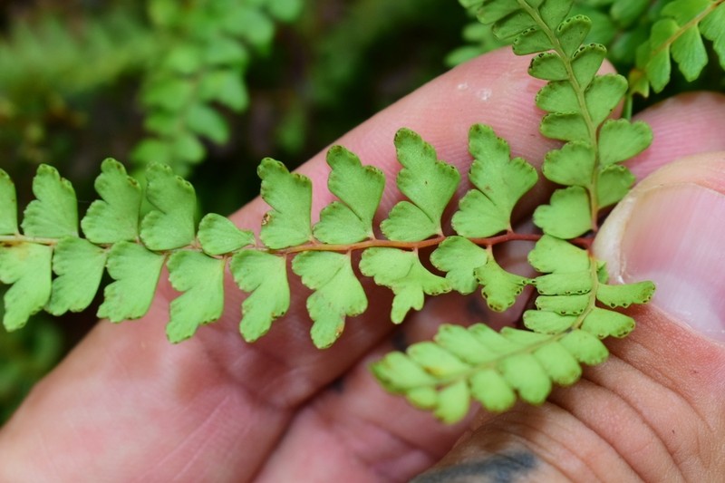 Border Creepingfern photo 3