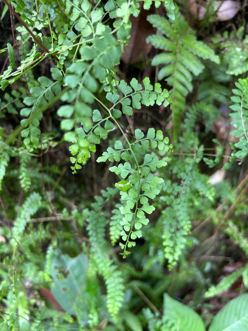 Border Creepingfern photo 4