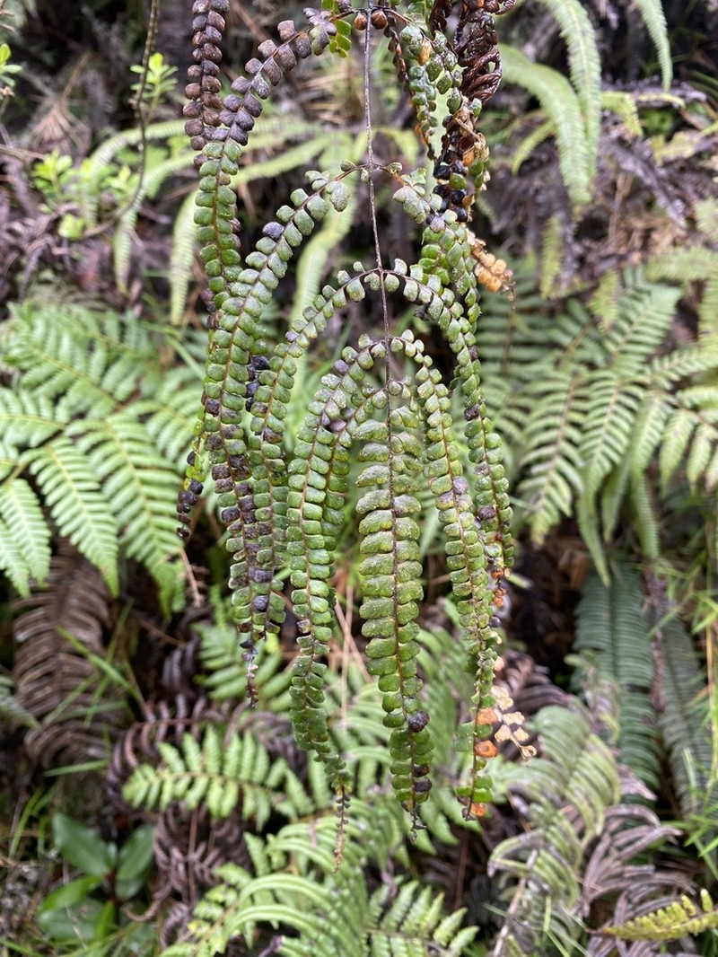 Border Creepingfern photo 5