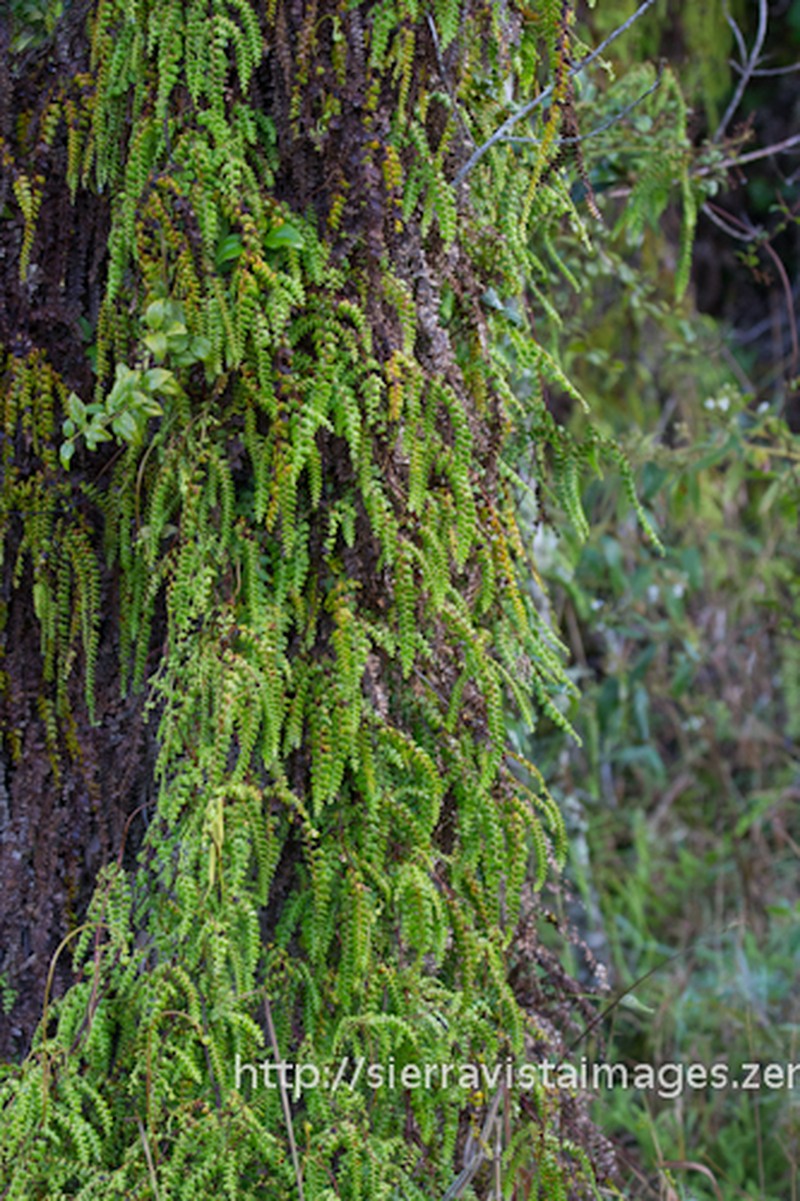 Border Creepingfern photo 6