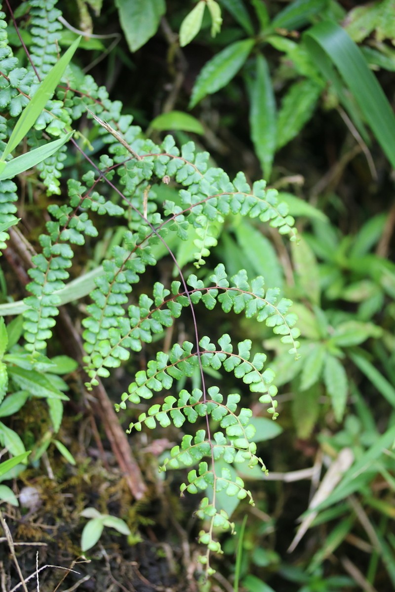 Border Creepingfern photo 7
